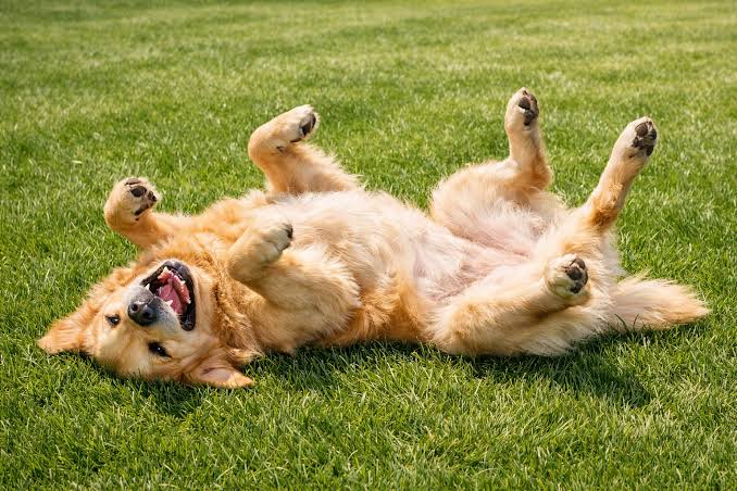 PetBuddies Showcase 1